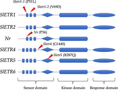 An overview of ethylene insensitive tomato mutants: Advantages and disadvantages for postharvest fruit shelf-life and future perspective